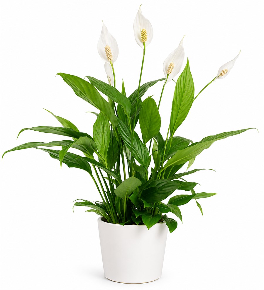 Barış Çiçeği - Spathiphyllum Beyaz Nora