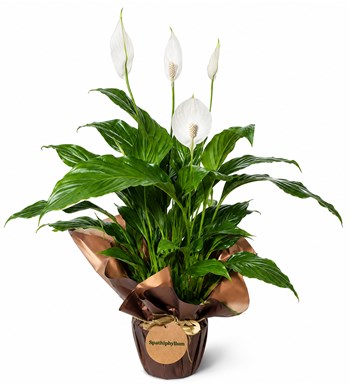 Lilyana Flowers - Barış Çiçeği - Spathiphyllum