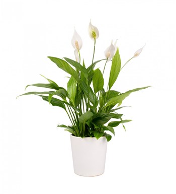 Barış Çiçeği - Spathiphyllum Beyaz Nora