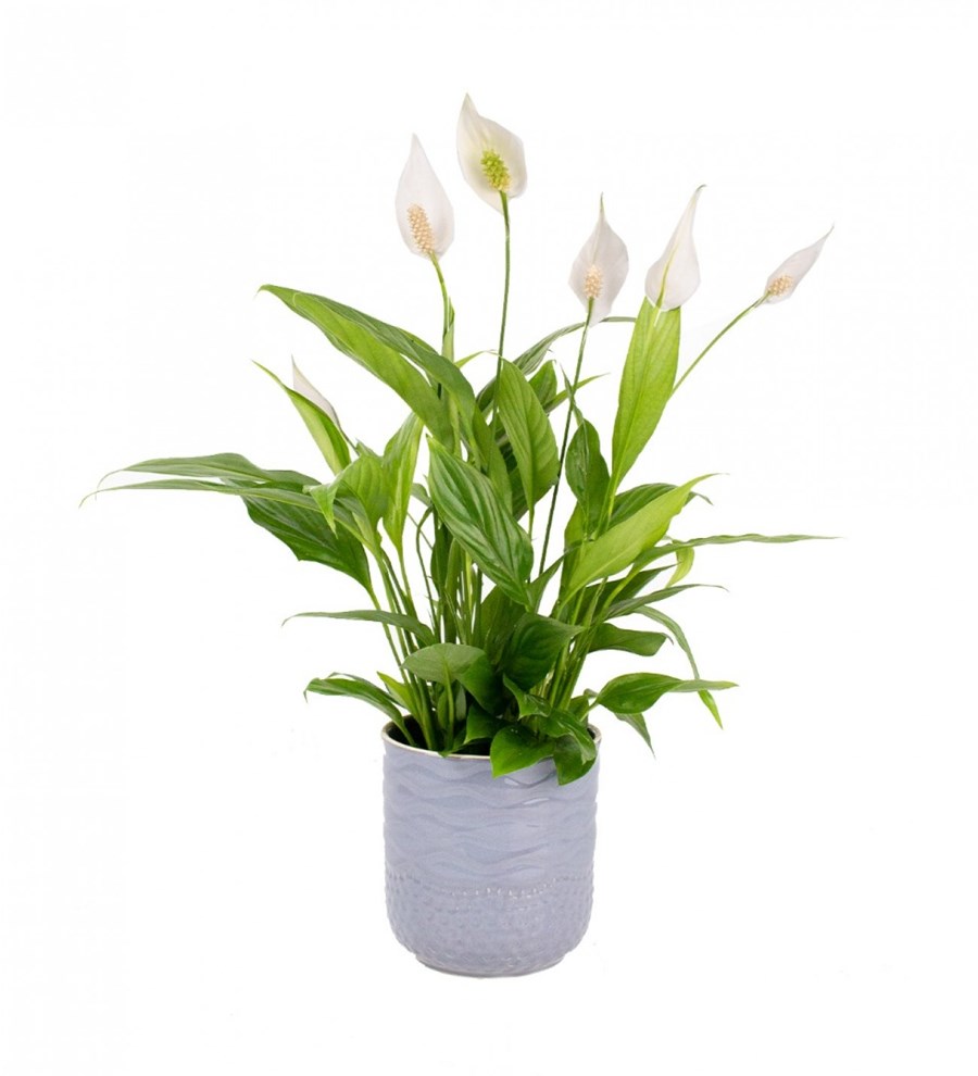 Barış Çiçeği - Spathiphyllum Gri Maya