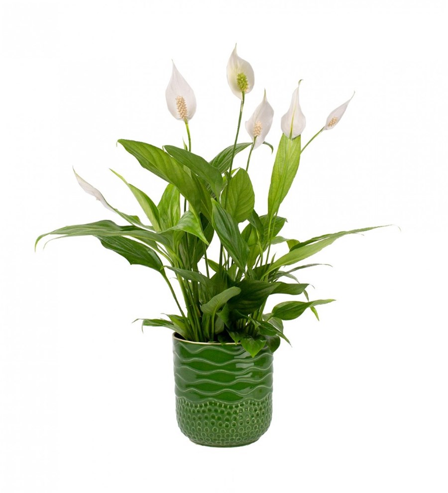 Barış Çiçeği - Spathiphyllum Yeşil Maya