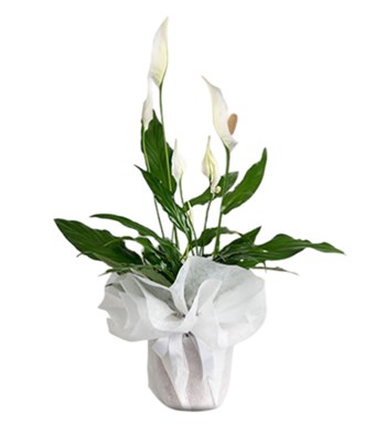 Spathiphyllum - Barış Çiçeği