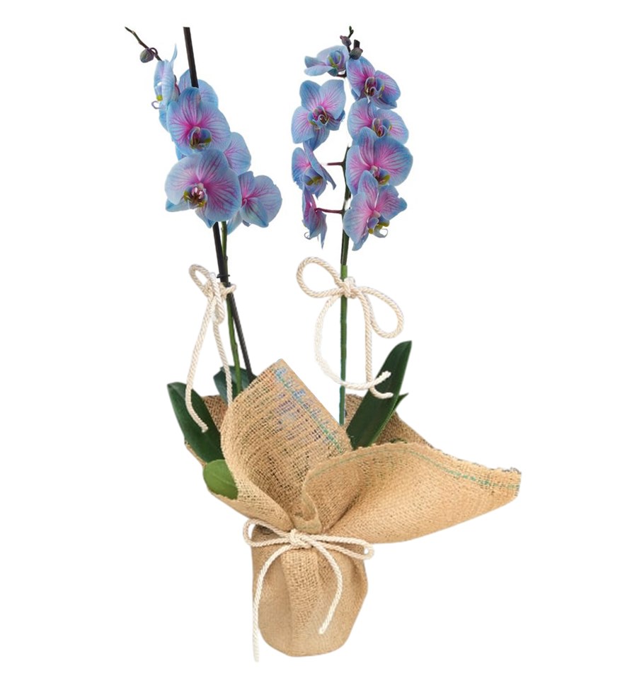 Wonder Orkide - Çift Dallı