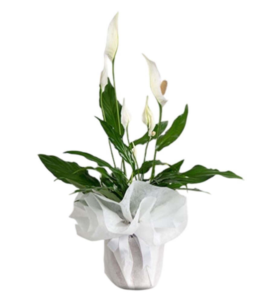 Spathiphyllum - Barış Çiçeği