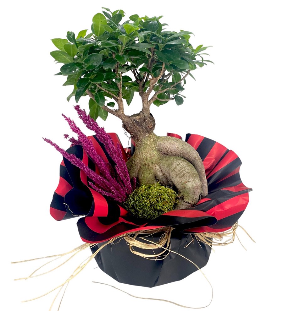 Ficus Ginseng Bonsai