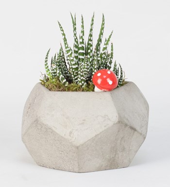 Beşgen Taş Ve Haworthia