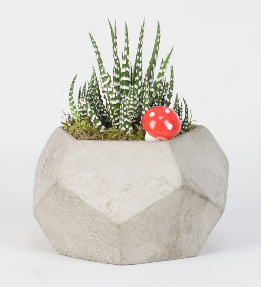 Beşgen Taş Ve Haworthia
