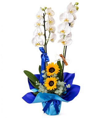 Lilyana Flowers - Beyaz Orkide - Beyaz Umut