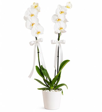Lilyana Flowers - Beyaz Orkide - Çift Dallı Beyaz Nora