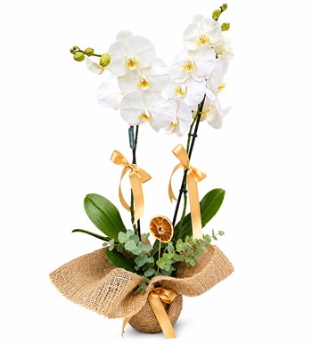 Lilyana Flowers - Beyaz Orkide - Saf Dilek