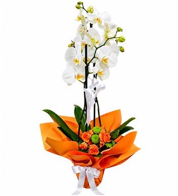 Lilyana Flowers - Beyaz Orkide - Sessiz Asalet
