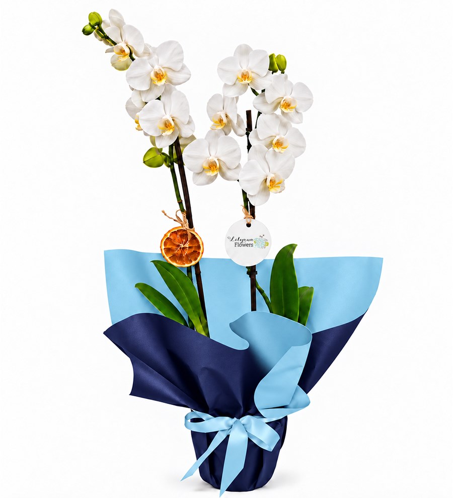 Çift Dallı Beyaz Orkide - Okyanus Serisi