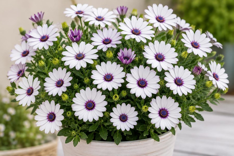 Bodrum Papatyası (Afrika papatyası, osteospermum)