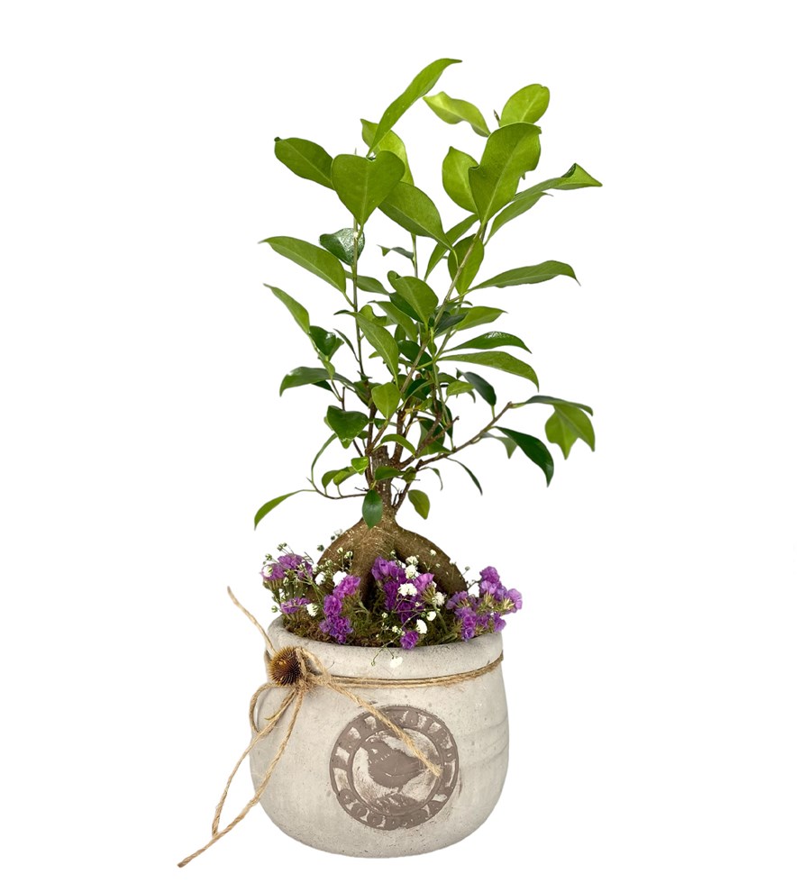 Dekoratif Taş Saksıda Bonsai
