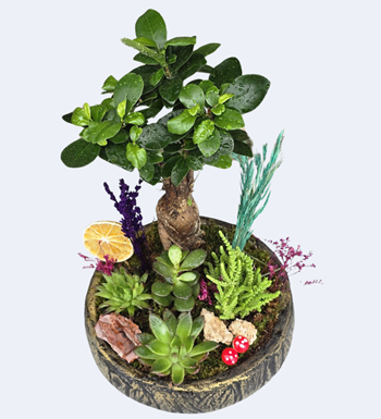 Eskitme Saksıda Bonsai Garden
