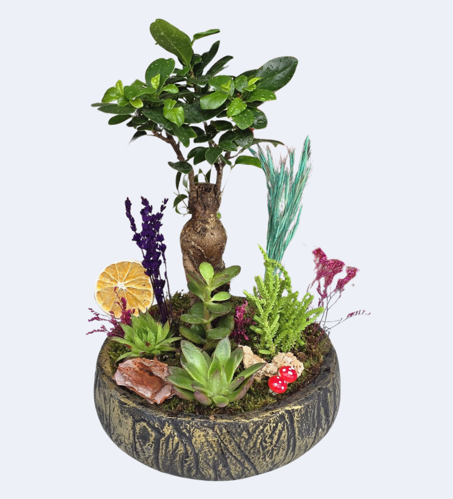 Eskitme Saksıda Bonsai Garden