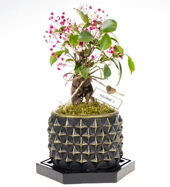 Kişiye Özel Bonsai
