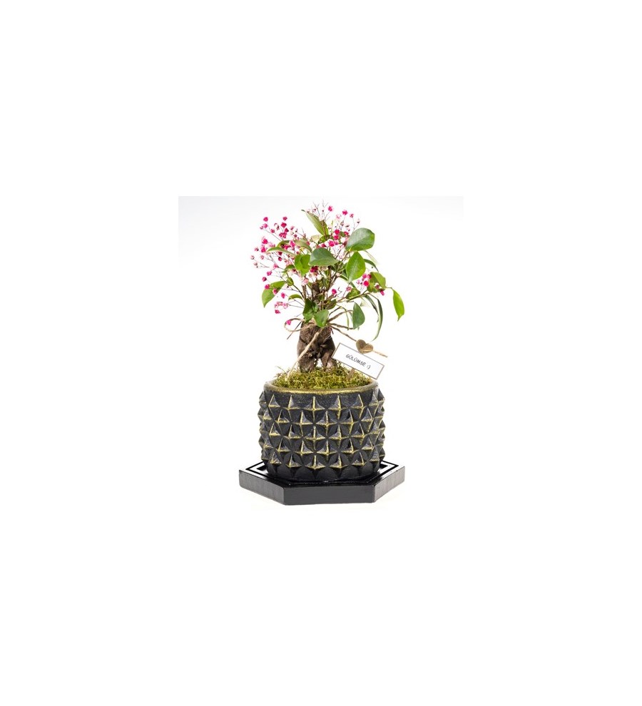 Kişiye Özel Bonsai