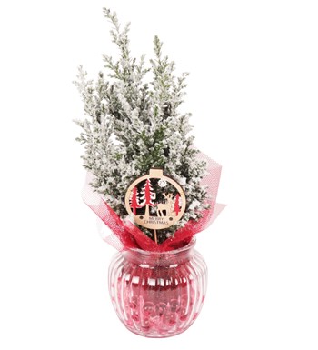 Lilyana Flowers - Cam Vazoda Yılbaşı Ağacı