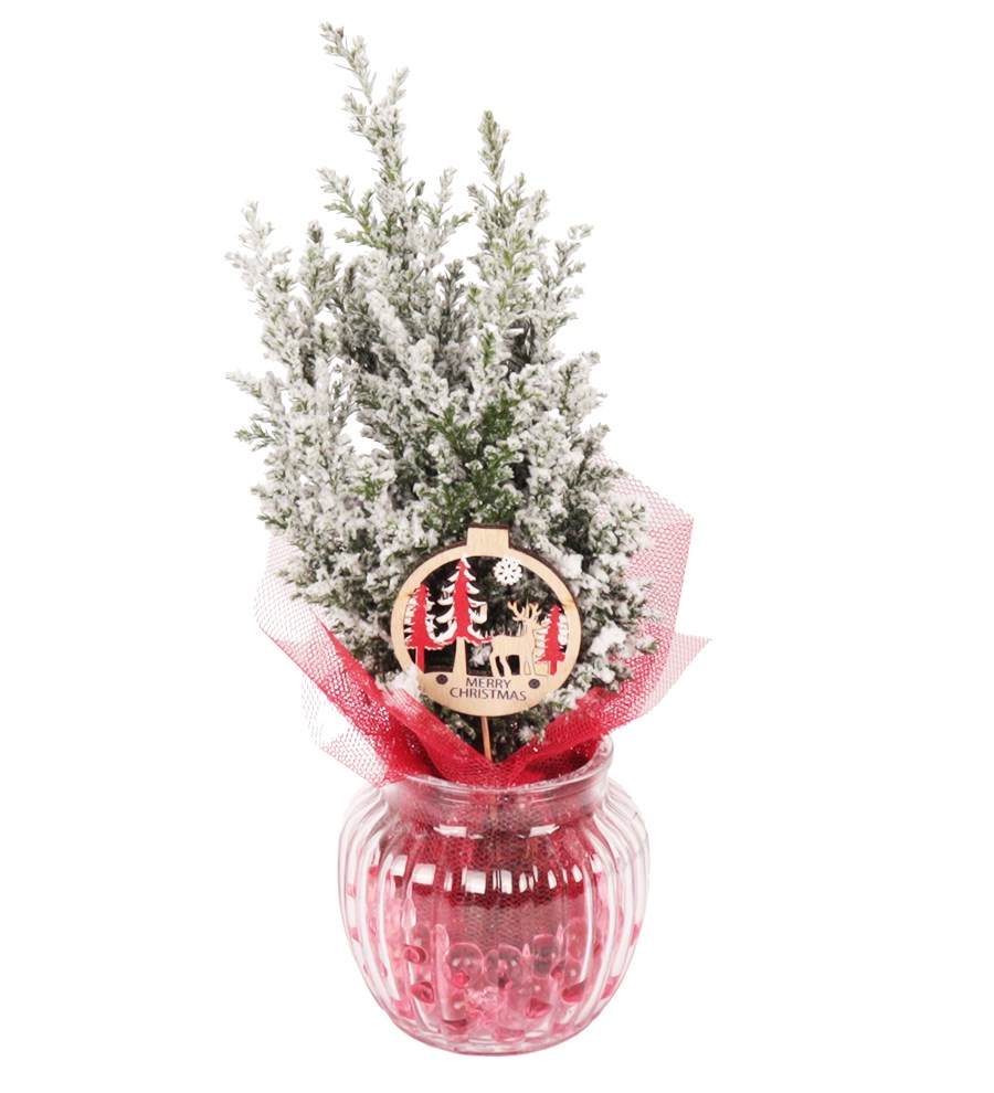 Yılbaşı Ağacı Cam Vazoda