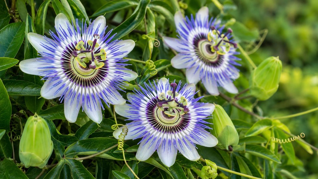 Çarkıfelek (Passiflora, tutku çiçeği)