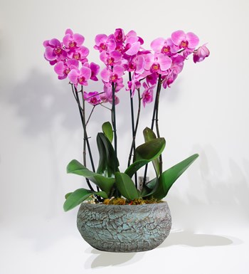 Pink Beauty Orkide - Magnificent 