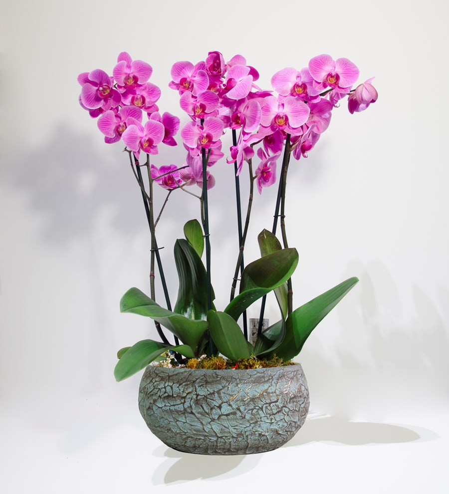 Pink Beauty Orkide - Magnificent 
