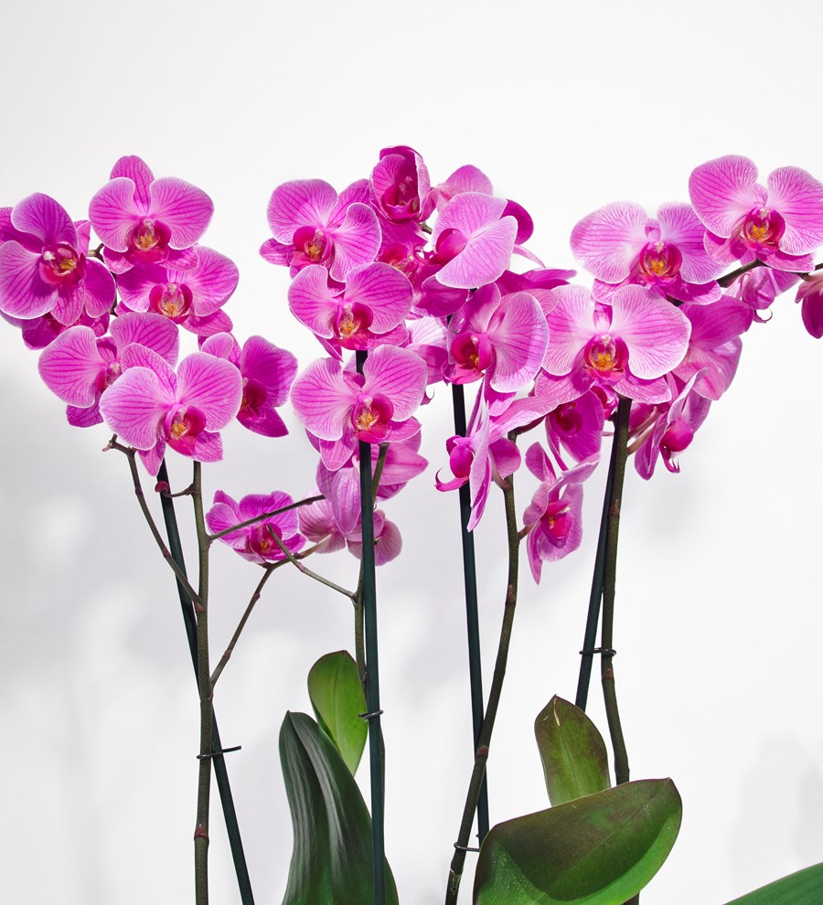 Pink Beauty Orkide - Magnificent 