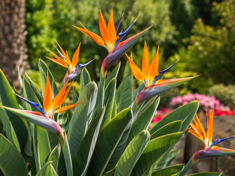 Cennet Kuşu Çiçeği (Starliçe, strelitzia)