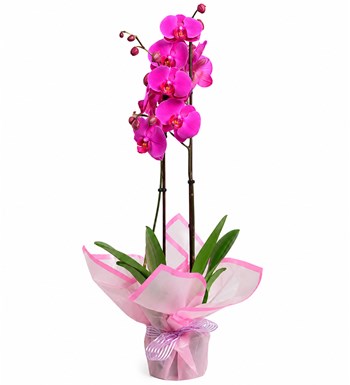 Lilyana Flowers - Çift Dallı Mor Orkide