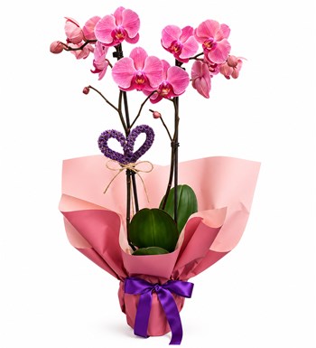 Lilyana Flowers - Coral Orkide - Kalp Atışı