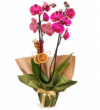 Lilyana Flowers - Coral Orkide - Sessiz Güzellik