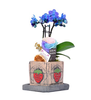 Anahita Serisi Mini Mavi Orkide ve Rainbow Solmayan Gül