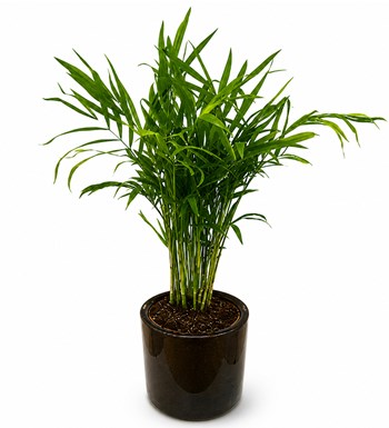 Lilyana Flowers - Dağ Palmiyesi - Chamaedorea