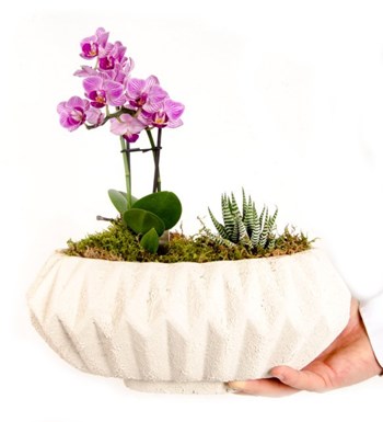 Mini Orkide ve Howarthia