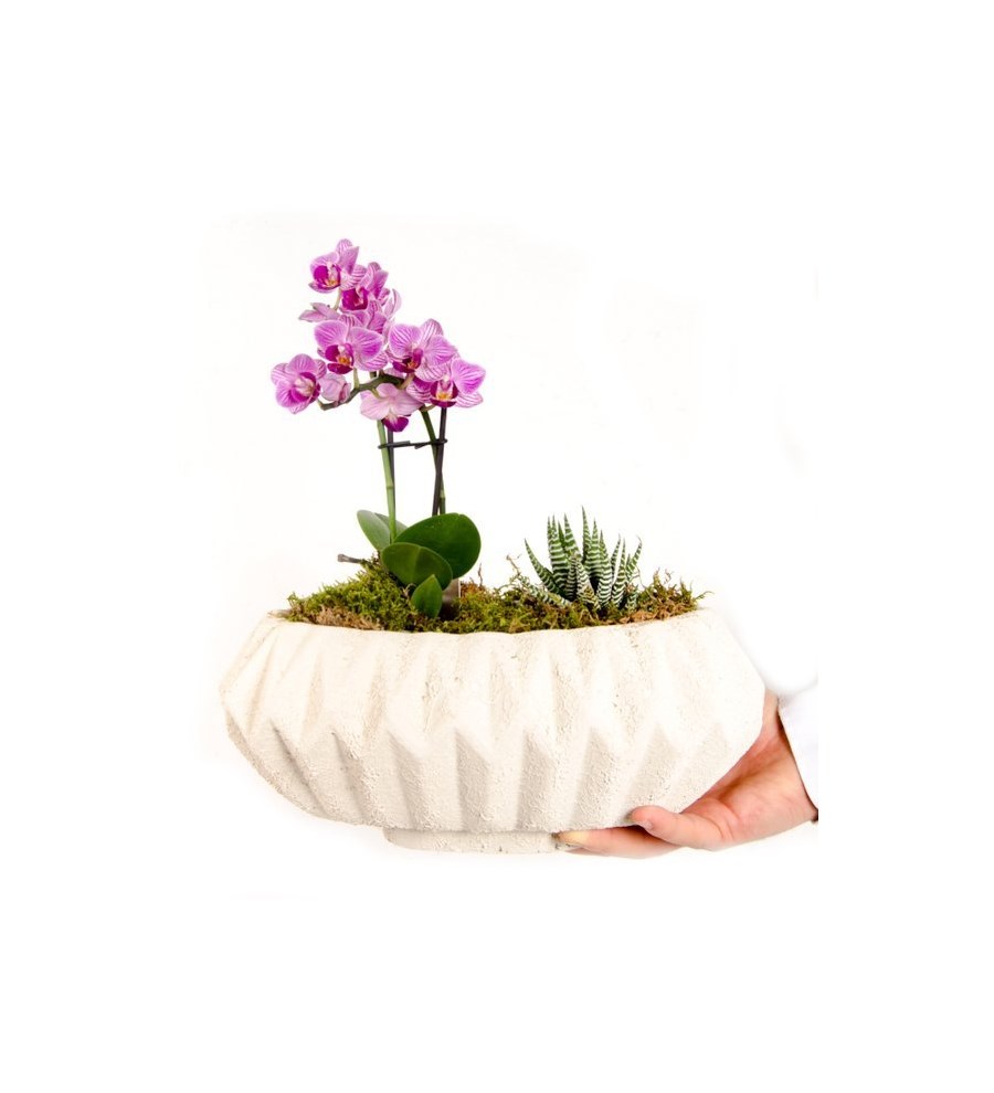Mini Orkide ve Howarthia