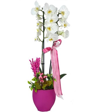 Dekoratif Saksıda Çift Dal Beyaz Orkide