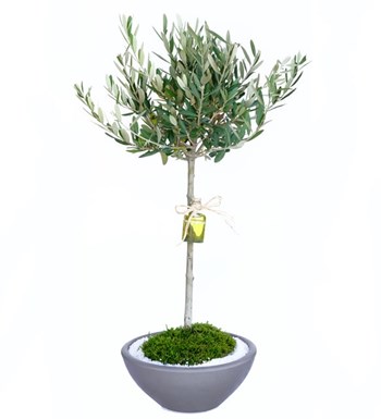 Dekoratif Saksıda Zeytinyağı Hediyeli Zeytin Bonsai