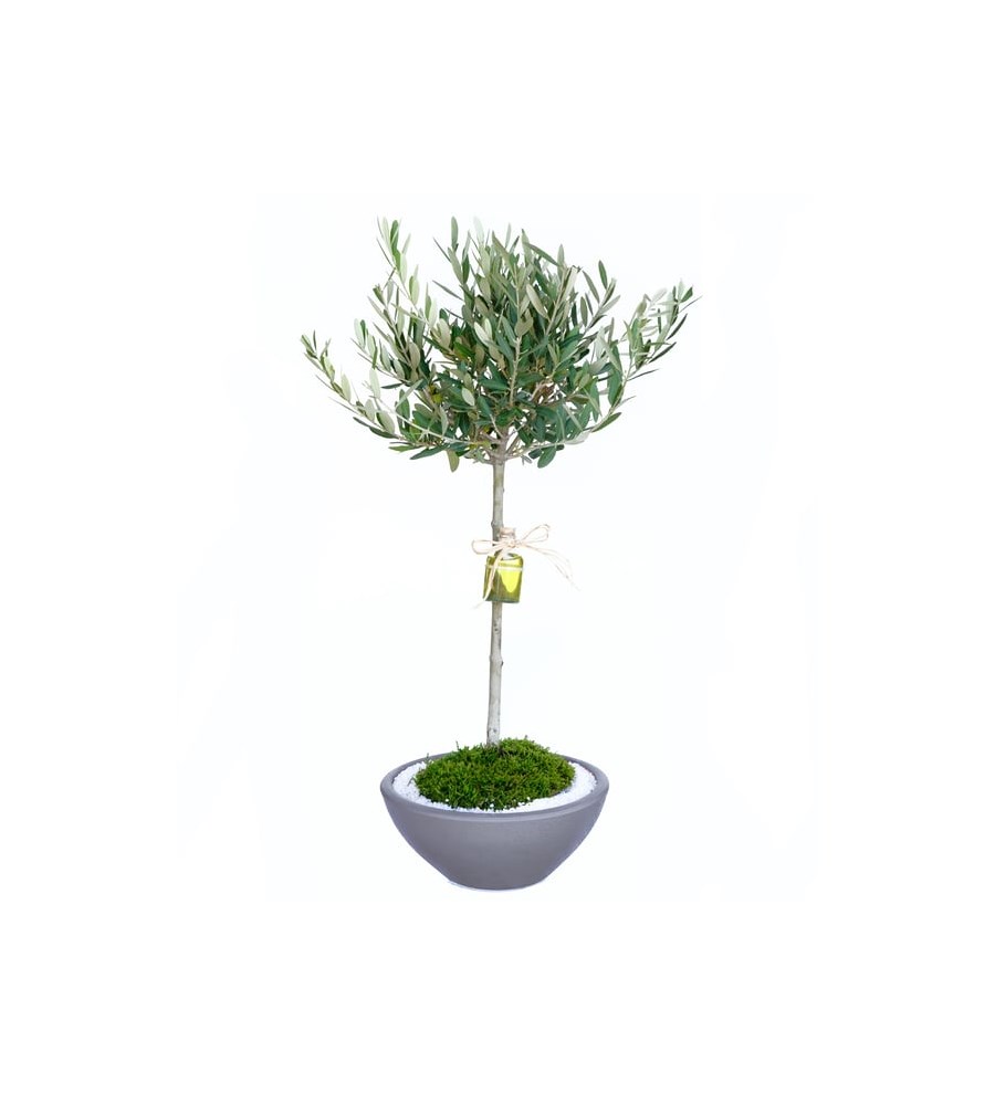 Dekoratif Saksıda Zeytinyağı Hediyeli Zeytin Bonsai