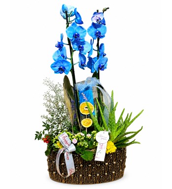 Lilyana Flowers - Deluxe Magic Blue Orkide