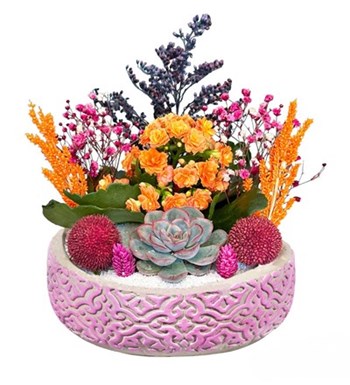 Kalanchoe Ve Echeveria Desenli Beton Saksıda
