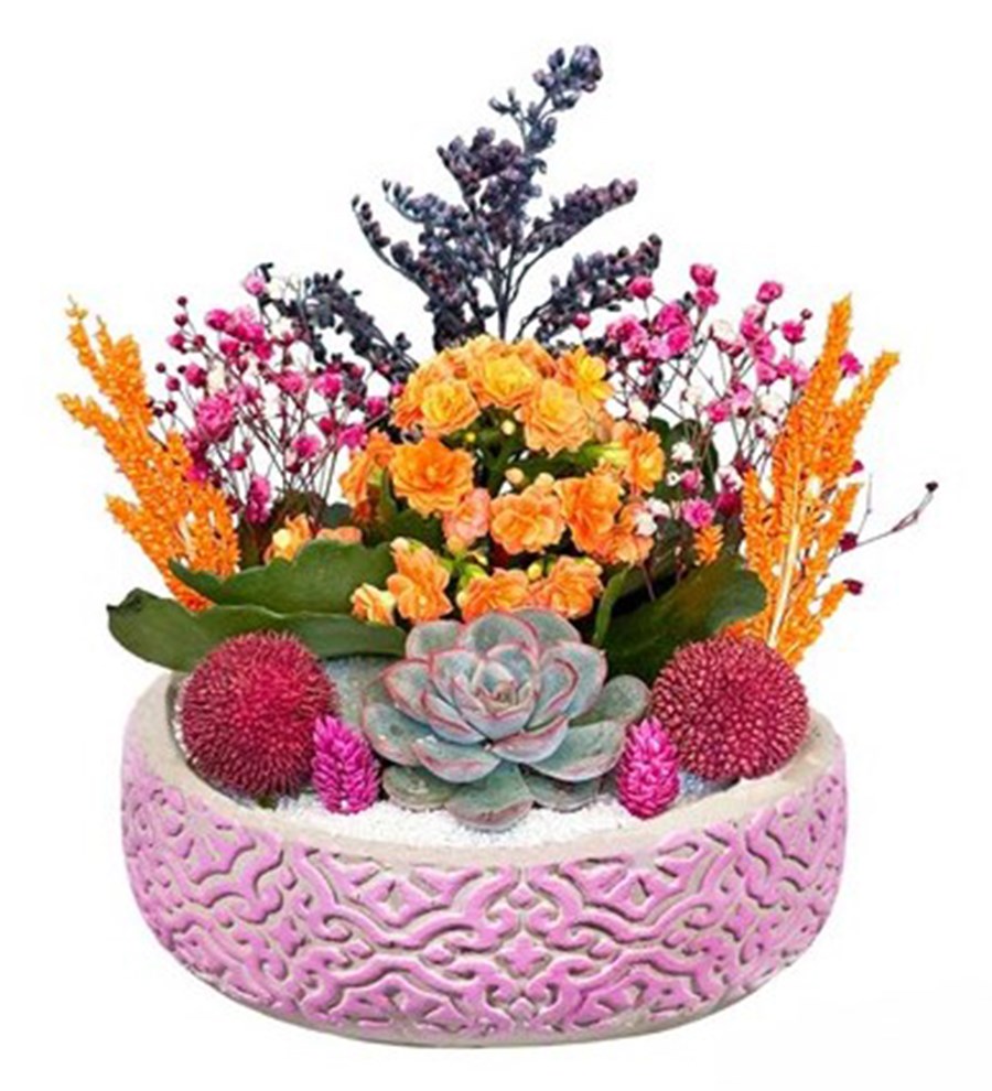 Kalanchoe Ve Echeveria Desenli Beton Saksıda