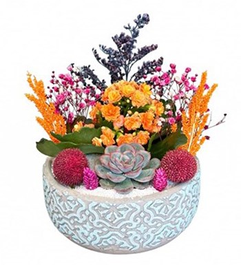 Desenli Beton Saksıda Kalanchoe ve Echeveria