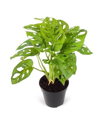 Deve Tabanı - Monstera Adansonii
