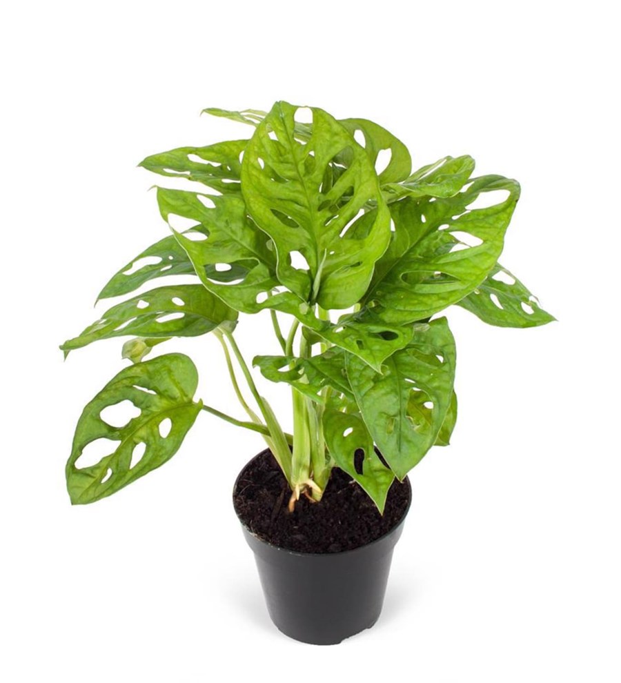 Deve Tabanı - Monstera Adansonii