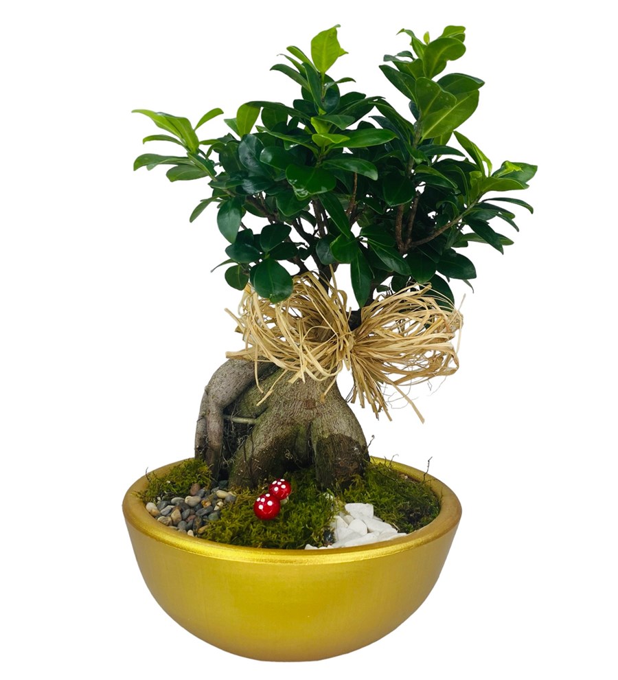 Dekoratif  Saksıda Bonsai