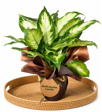 Lilyana Flowers - Difenbahya - Dieffenbachia Camilla