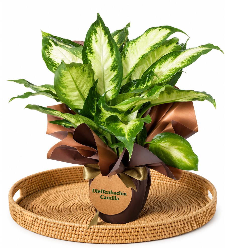 Difenbahya - Dieffenbachia Camilla