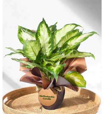 Difenbahya - Dieffenbachia Camilla