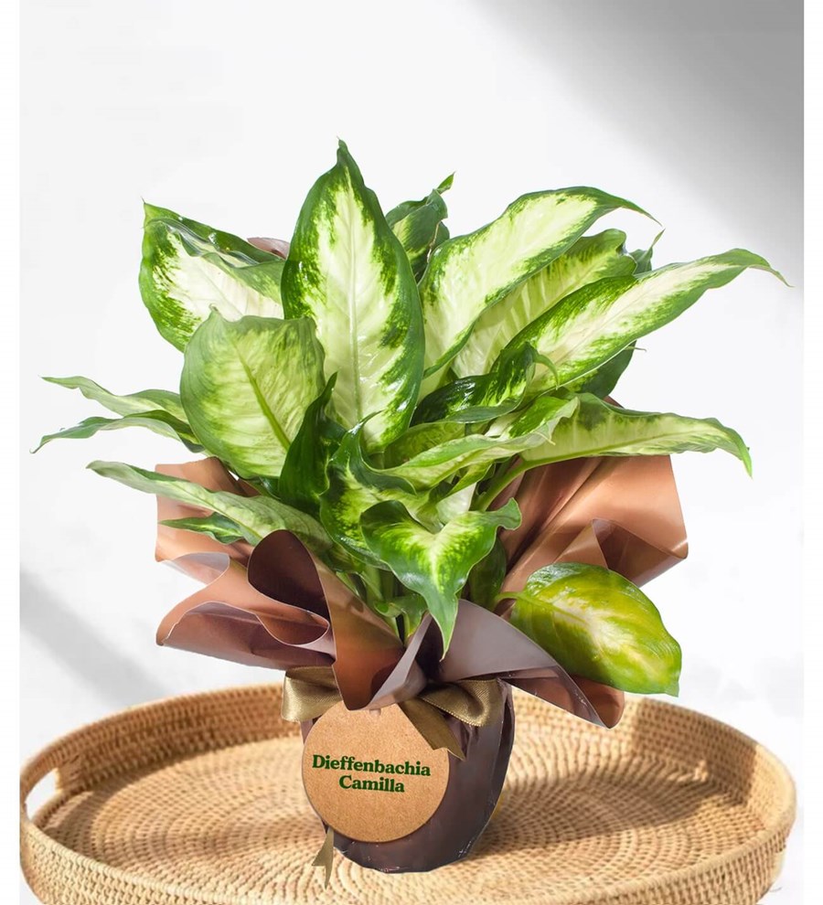 Difenbahya - Dieffenbachia Camilla